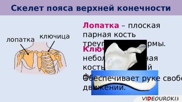 Скелет пояса верхней конечности Лопатка – плоская парная кость треугольной формы. ключица лопатка Ключица – небольшая парная кость S-образной формы. Обеспечивает руке свободу движений. 