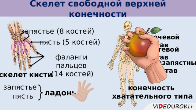 Скелет свободной верхней конечности запястье (8 костей) плечевой сустав пясть (5 костей) локтевой сустав фаланги пальцев  (14 костей) лучезапястный сустав скелет кисти запястье конечность хватательного типа ладонь пясть 