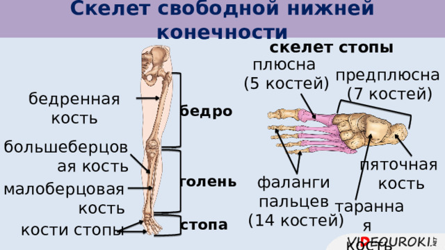 Скелет свободной нижней конечности скелет стопы плюсна (5 костей) предплюсна (7 костей) бедренная кость бедро большеберцовая кость пяточная кость голень фаланги пальцев  (14 костей) малоберцовая кость таранная кость стопа кости стопы 
