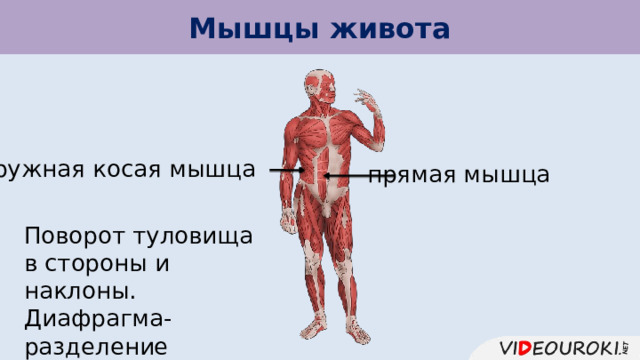 Мышцы живота наружная косая мышца прямая мышца Поворот туловища в стороны и наклоны. Диафрагма-разделение полостей тела. 