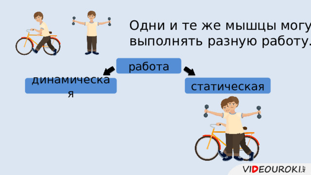 Одни и те же мышцы могут выполнять разную работу. работа статическая динамическая 