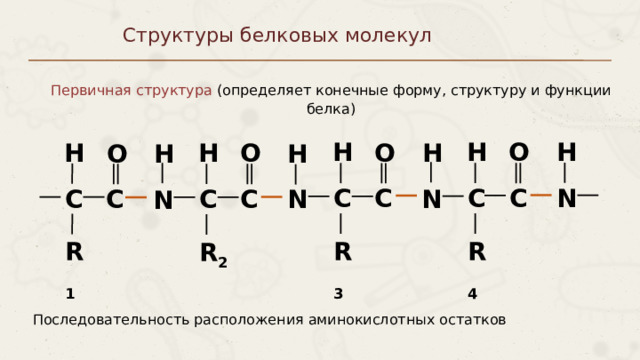 Структуры белковых молекул Первичная структура (определяет конечные форму, структуру и функции белка) Н O Н Н O Н Н O Н Н O Н N C C C C C C C C N N N R 3 R 4  R 1 R 2 Последовательность расположения аминокислотных остатков Пункты можно выделять цифрами 7 