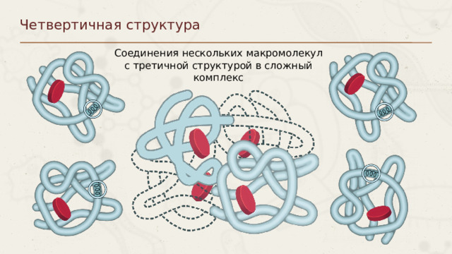 Четвертичная структура Соединения нескольких макромолекул с третичной структурой в сложный комплекс Пункты можно выделять цифрами 8 