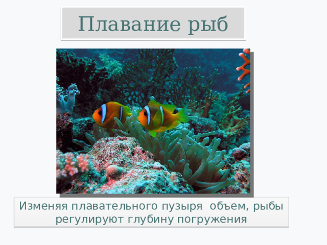 Плавание рыб Изменяя плавательного пузыря объем, рыбы регулируют глубину погружения 