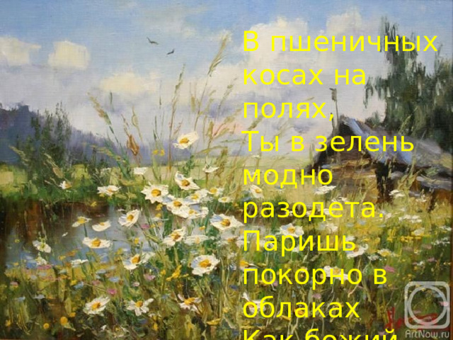 В пшеничных косах на полях,  Ты в зелень модно разодета.  Паришь покорно в облаках  Как божий ангел в красках лета .    