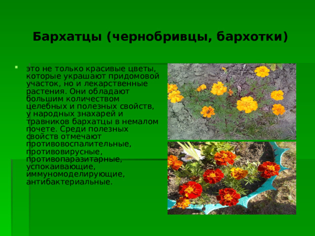  Бархатцы (чернобривцы, бархотки) это не только красивые цветы, которые украшают придомовой участок, но и лекарственные растения. Они обладают большим количеством целебных и полезных свойств, у народных знахарей и травников бархатцы в немалом почете. Среди полезных свойств отмечают противовоспалительные, противовирусные, противопаразитарные, успокаивающие, иммуномоделирующие, антибактериальные. 