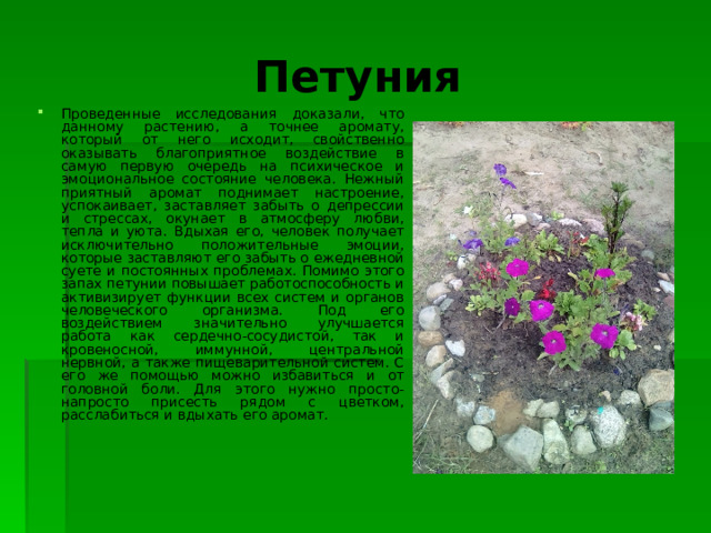  Петуния Проведенные исследования доказали, что данному растению, а точнее аромату, который от него исходит, свойственно оказывать благоприятное воздействие в самую первую очередь на психическое и эмоциональное состояние человека. Нежный приятный аромат поднимает настроение, успокаивает, заставляет забыть о депрессии и стрессах, окунает в атмосферу любви, тепла и уюта. Вдыхая его, человек получает исключительно положительные эмоции, которые заставляют его забыть о ежедневной суете и постоянных проблемах. Помимо этого запах петунии повышает работоспособность и активизирует функции всех систем и органов человеческого организма. Под его воздействием значительно улучшается работа как сердечно-сосудистой, так и кровеносной, иммунной, центральной нервной, а также пищеварительной систем. С его же помощью можно избавиться и от головной боли. Для этого нужно просто-напросто присесть рядом с цветком, расслабиться и вдыхать его аромат. 
