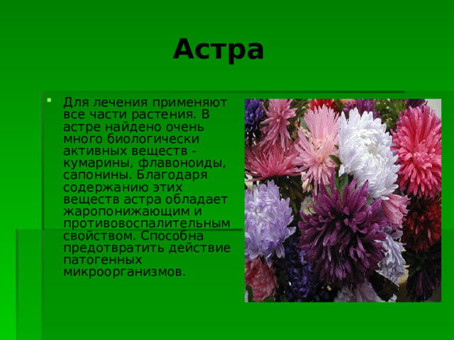  Астра Для лечения применяют все части растения. В астре найдено очень много биологически активных веществ - кумарины, флавоноиды, сапонины. Благодаря содержанию этих веществ астра обладает жаропонижающим и противовоспалительным свойством. Способна предотвратить действие патогенных микроорганизмов.   