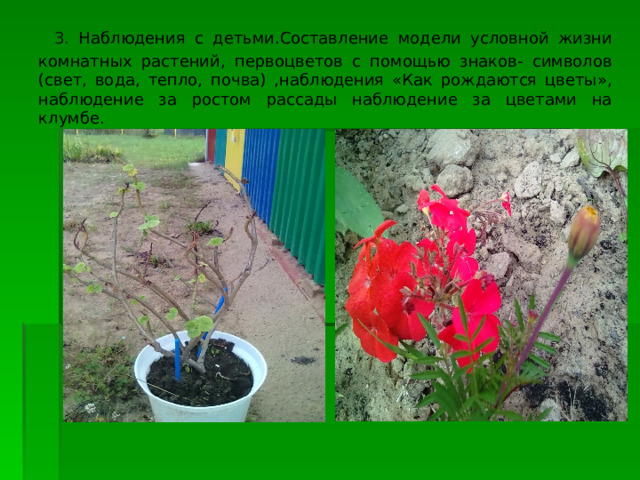  3. Наблюдения с детьми.Составление модели условной жизни комнатных растений, первоцветов с помощью знаков- символов (свет, вода, тепло, почва) ,наблюдения «Как рождаются цветы», наблюдение за ростом рассады наблюдение за цветами на клумбе. 