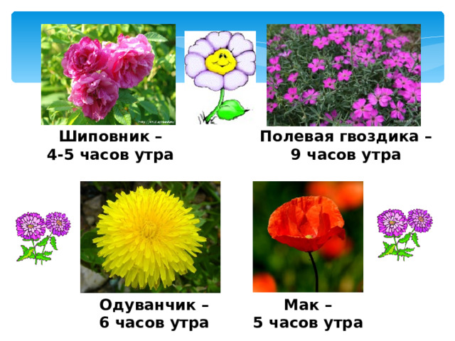 Шиповник – 4-5 часов утра Полевая гвоздика – 9 часов утра Одуванчик – 6 часов утра Мак – 5 часов утра 