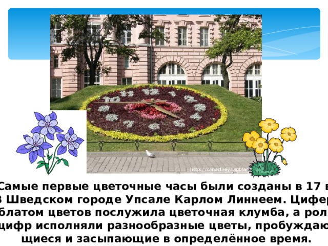 Самые первые цветочные часы были созданы в 17 в. В Шведском городе Упсале Карлом Линнеем. Цифер- блатом цветов послужила цветочная клумба, а роль цифр исполняли разнообразные цветы, пробуждаю- щиеся и засыпающие в определённое время. 