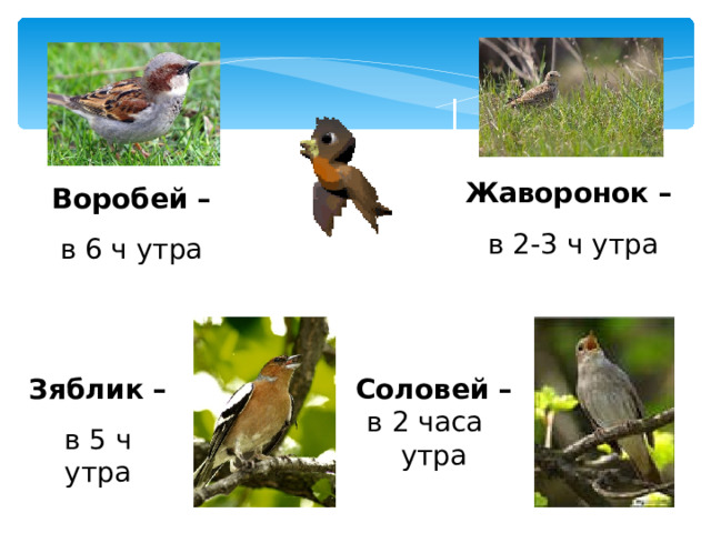 Жаворонок – в 2-3 ч утра Воробей – в 6 ч утра Соловей – в 2 часа утра Зяблик – в 5 ч утра 