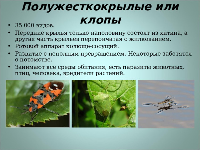 Полужесткокрылые или клопы 35 000 видов. Передние крылья только наполовину состоят из хитина, а другая часть крыльев перепончатая с жилкованием. Ротовой аппарат колюще-сосущий. Развитие с неполным превращением. Некоторые заботятся о потомстве. Занимают все среды обитания, есть паразиты животных, птиц, человека, вредители растений. 