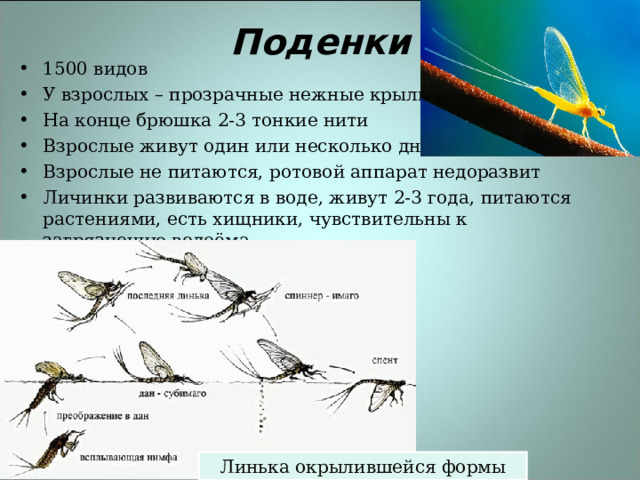 Поденки 1500 видов У взрослых – прозрачные нежные крылья На конце брюшка 2-3 тонкие нити Взрослые живут один или несколько дней Взрослые не питаются, ротовой аппарат недоразвит Личинки развиваются в воде, живут 2-3 года, питаются растениями, есть хищники, чувствительны к загрязнению водоёма Линька окрылившейся формы 