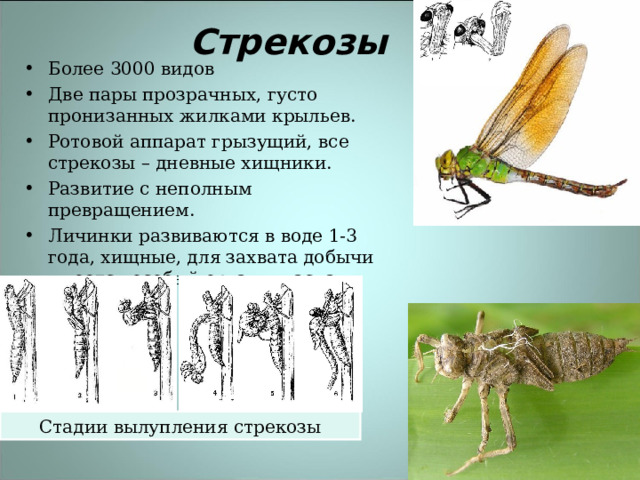 Стрекозы Более 3000 видов Две пары прозрачных, густо пронизанных жилками крыльев. Ротовой аппарат грызущий, все стрекозы – дневные хищники. Развитие с неполным превращением. Личинки развиваются в воде 1-3 года, хищные, для захвата добычи имеется особый орган – маска. Стадии вылупления стрекозы 