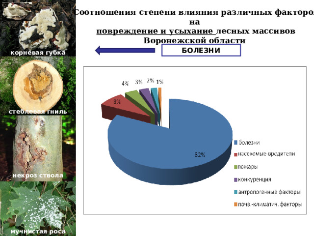 Соотношения степени влияния различных факторов на повреждение и усыхание лесных массивов Воронежской области БОЛЕЗНИ корневая губка стеблевая гниль некроз ствола мучнистая роса 