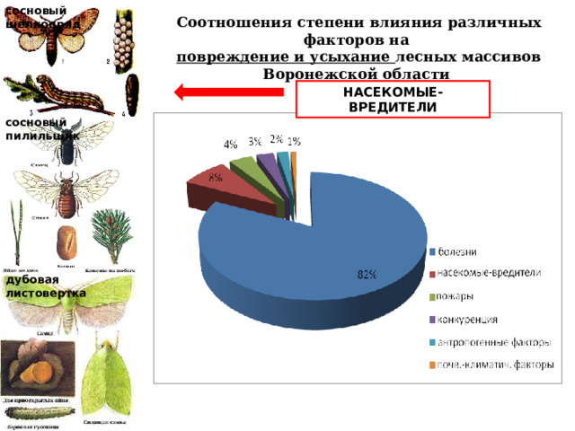 сосновый шелкопряд Соотношения степени влияния различных факторов на повреждение и усыхание лесных массивов Воронежской области НАСЕКОМЫЕ-ВРЕДИТЕЛИ сосновый пилильщик дубовая листовертка 