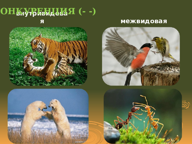КОНКУРЕНЦИЯ (- -) внутривидовая межвидовая  