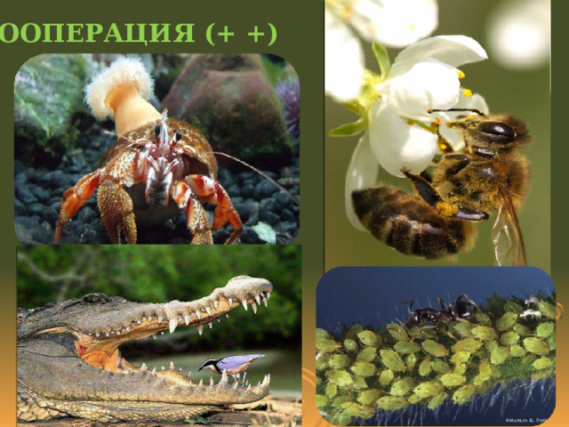 КООПЕРАЦИЯ (+ +) форма симбиоза, при которой совместное существование выгодно, но не обязательно для сожителей. (например, взаимоотношения краба и актинии: актиния защищает краба и использует его в качестве средства передвижения) 