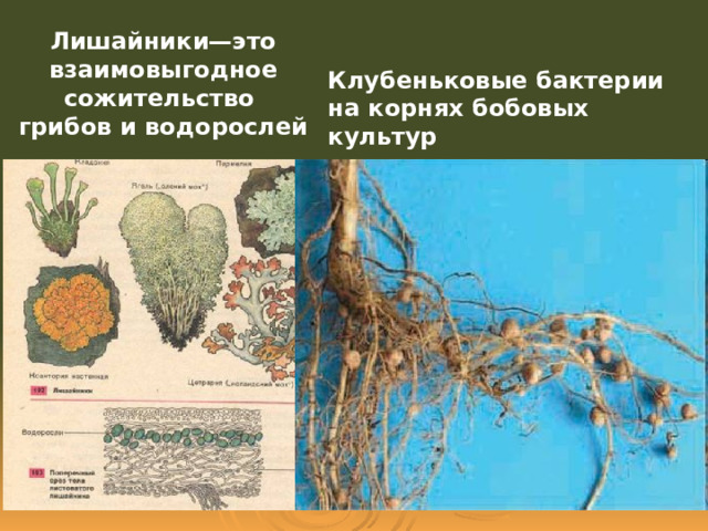 Лишайники—это взаимовыгодное сожительство грибов и водорослей   Клубеньковые бактерии на корнях бобовых культур 