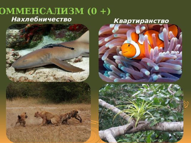 КОММЕНСАЛИЗМ (0 +) Нахлебничество Квартиранство 