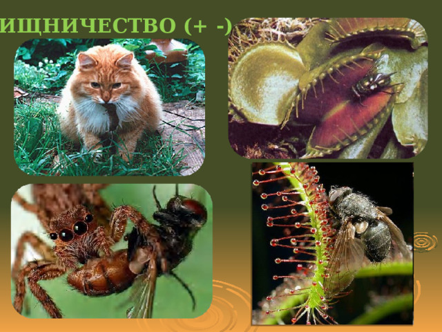 ХИЩНИЧЕСТВО (+ -) 
