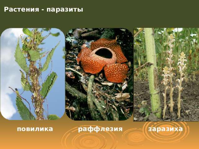 Растения - паразиты повилика раффлезия заразиха 
