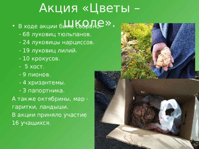 Акция «Цветы – школе». В ходе акции было собрано:  - 68 луковиц тюльпанов.  - 24 луковицы нарциссов.  - 19 луковиц лилий.  - 10 крокусов.  - 5 хост.  - 9 пионов.  - 4 хризантемы.  - 3 папортника. А также октябрины, мар - гаритки, ландыши. В акции приняло участие 16 учащихся. 