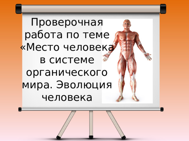 Проверочная работа по теме «Место человека в системе органического мира. Эволюция человека 