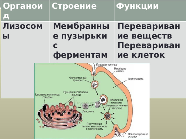 Органоид Строение Лизосомы Функции  Мембранные пузырьки с ферментами  Переваривание веществ Мембрана 3-х слойная  Переваривание клеток 