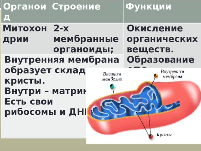 Органоид Митохондрии Строение Внутренняя мембрана образует складки – кристы. Функции  2-х мембранные органоиды; Окисление органических веществ. Внутри – матрикс. Есть свои Образование АТФ. рибосомы и ДНК   Внутренняя мембрана образует складки – кристы. Внутри – матрикс. Есть свои рибосомы и ДНК  