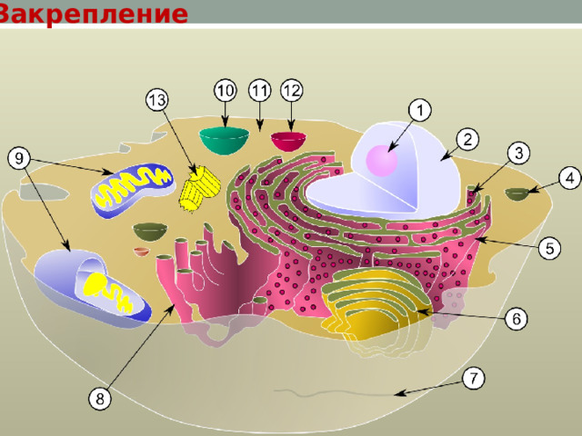 Закрепление 