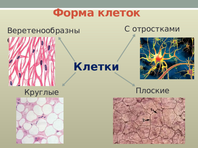 Форма клеток С отростками Веретенообразные Клетки Плоские Круглые 