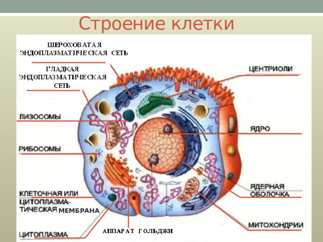 Строение клетки МЕМБРАНА 