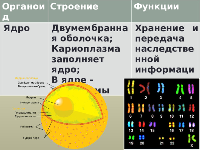 Органоид Строение Ядро Функции Двумембранная оболочка; Кариоплазма заполняет ядро; Хранение и передача наследственной информации. В ядре - хромосомы 