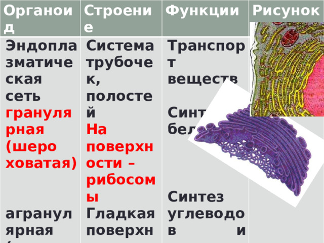 Органоид Строение Эндоплазматическая сеть Система трубочек, полостей Функции гранулярная (шеро Транспорт веществ  На поверхности – рибосомы Рисунок ховатая) Гладкая поверхность   Синтез белка агранулярная (гладкая) Синтез углеводов и жиров   