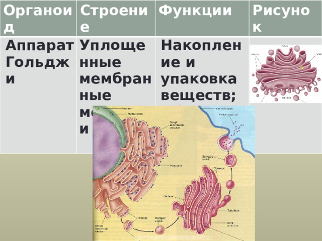 Органоид Аппарат Гольджи Строение Функции  Уплощенные мембранные мешочки Рисунок Накопление и упаковка веществ; Образование лизосом 