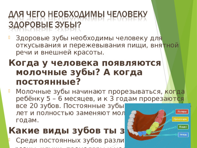 Здоровые зубы необходимы человеку для откусывания и пережевывания пищи, внятной речи и внешней красоты. Когда у человека появляются молочные зубы? А когда постоянные? Молочные зубы начинают прорезываться, когда ребёнку 5 – 6 месяцев, и к 3 годам прорезаются все 20 зубов. Постоянные зубы появляются в 5 – 6 лет и полностью заменяют молочные к 12 – 14 годам. Какие виды зубов ты знаешь? Среди постоянных зубов различают  резцы, клыки, премоляры и моляры. 9 