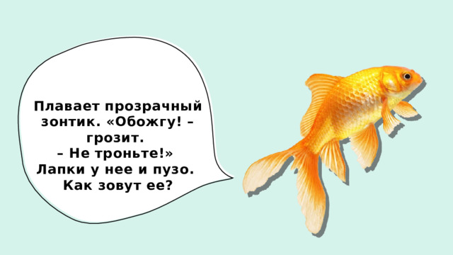 Плавает прозрачный зонтик. «Обожгу! – грозит.  – Не троньте!»  Лапки у нее и пузо.  Как зовут ее? 