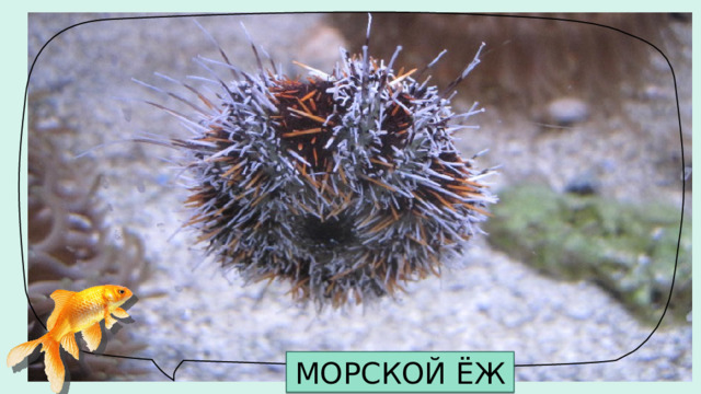 МОРСКОЙ ЁЖ 