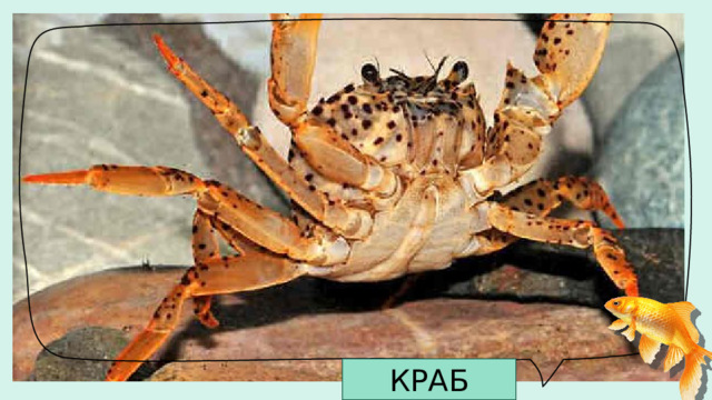 КРАБ 
