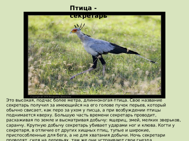 Птица - секретарь Это высокая, подчас более метра, длинноногая птица. Свое название секретарь получил за имеющийся на его голове пучок перьев, который обычно свисает, как перо за ухом у писца, а при возбуждении птицы поднимается кверху. Большую часть времени секретарь проводит, расхаживая по земле и высматривая добычу: ящериц, змей, мелких зверьков, саранчу. Крупную добычу секретарь убивает ударами ног и клюва. Когти у секретаря, в отличие от других хищных птиц, тупые и широкие, приспособленные для бега, а не для хватания добычи. Ночь секретари проводят, сидя на деревьях, там же они устраивают свои гнезда. 