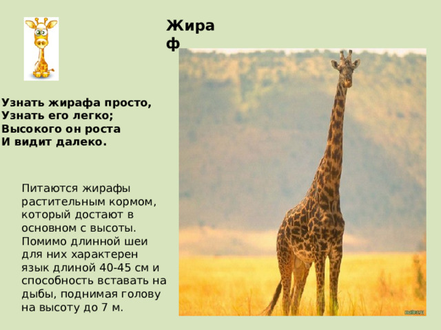 Жираф Узнать жирафа просто, Узнать его легко; Высокого он роста И видит далеко. Питаются жирафы растительным кормом, который достают в основном с высоты. Помимо длинной шеи для них характерен язык длиной 40-45 см и способность вставать на дыбы, поднимая голову на высоту до 7 м. 