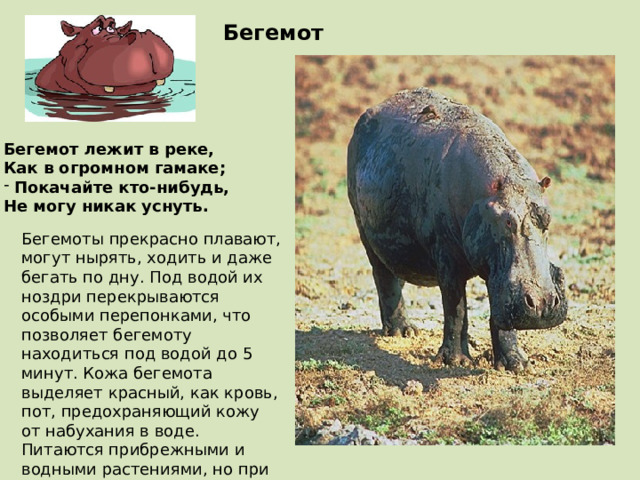 Бегемот Бегемот лежит в реке, Как в огромном гамаке;  Покачайте кто-нибудь, Не могу никак уснуть. Бегемоты прекрасно плавают, могут нырять, ходить и даже бегать по дну. Под водой их ноздри перекрываются особыми перепонками, что позволяет бегемоту находиться под водой до 5 минут. Кожа бегемота выделяет красный, как кровь, пот, предохраняющий кожу от набухания в воде. Питаются прибрежными и водными растениями, но при случае не отказываются и от насекомых, рептилий и других животных. 