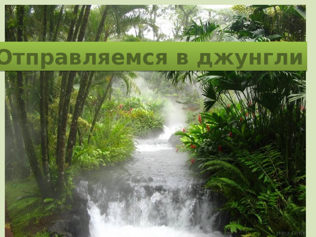 Отправляемся в джунгли 