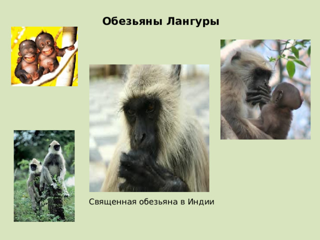 Обезьяны Лангуры Священная обезьяна в Индии 