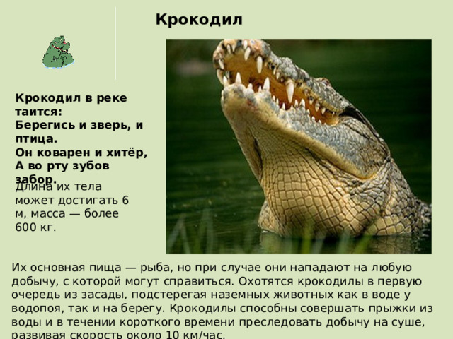 Крокодил Крокодил в реке таится: Берегись и зверь, и птица. Он коварен и хитёр, А во рту зубов забор. Длина их тела может достигать 6 м, масса — более 600 кг. Их основная пища — рыба, но при случае они нападают на любую добычу, с которой могут справиться. Охотятся крокодилы в первую очередь из засады, подстерегая наземных животных как в воде у водопоя, так и на берегу. Крокодилы способны совершать прыжки из воды и в течении короткого времени преследовать добычу на суше, развивая скорость около 10 км/час. 