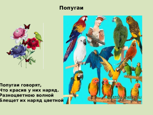 Попугаи Попугаи говорят, Что красив у них наряд. Разноцветною волной Блещет их наряд цветной 