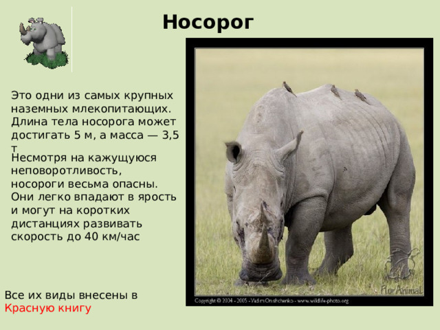 Носорог Это одни из самых крупных наземных млекопитающих. Длина тела носорога может достигать 5 м, а масса — 3,5 т Несмотря на кажущуюся неповоротливость, носороги весьма опасны. Они легко впадают в ярость и могут на коротких дистанциях развивать скорость до 40 км/час Все их виды внесены в Красную книгу 