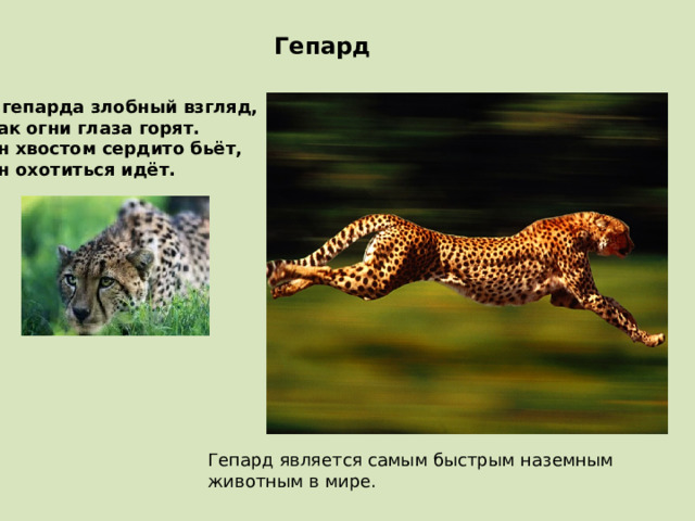 Гепард У гепарда злобный взгляд, Как огни глаза горят. Он хвостом сердито бьёт, Он охотиться идёт. Гепард является самым быстрым наземным животным в мире. 